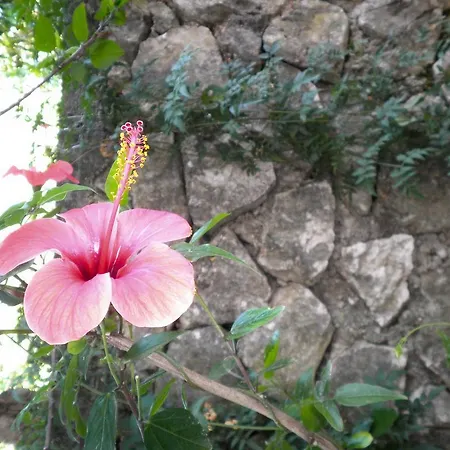 Kostas Studios Vasiliki